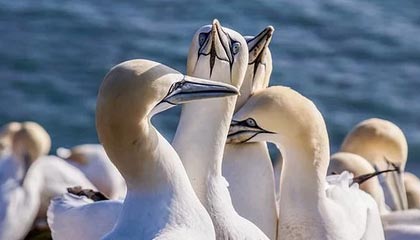 中超现“吊诡一幕”，张弛远射变回传，能力问题or疑似假球？｜阿刁喜欢看球